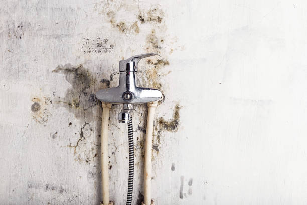 Best Emergency Mold Remediation in South Floral Park, NY